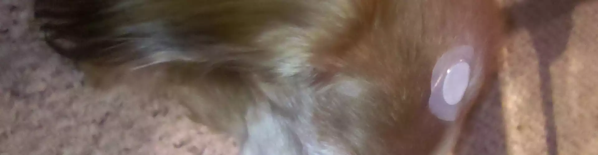 Advanced LifeWave Training: Patching Animals - Online Class by Karen Kan
