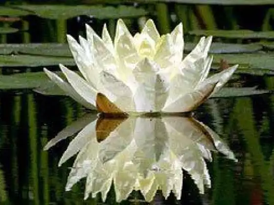 Meditation for Beginners - Multilingual