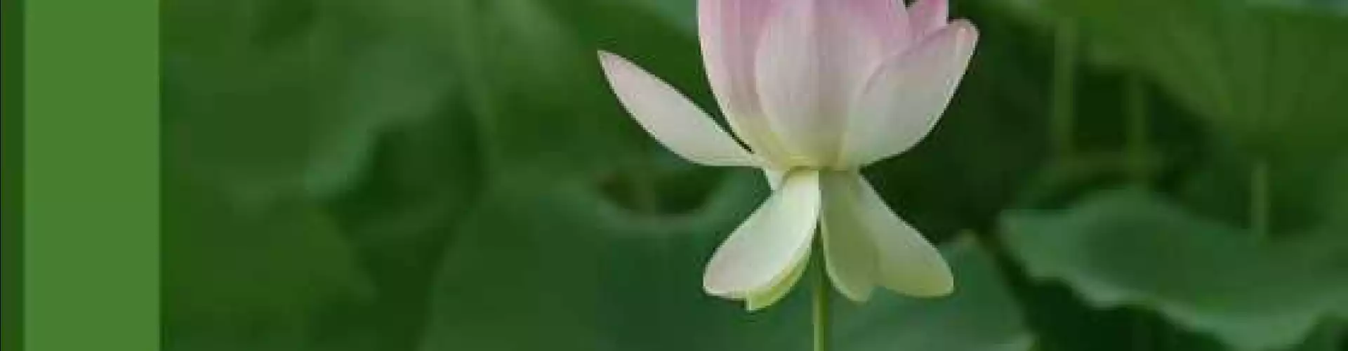 Manifesting Your Soul's Purposes Certification - Online Class by Kevin Jackson
