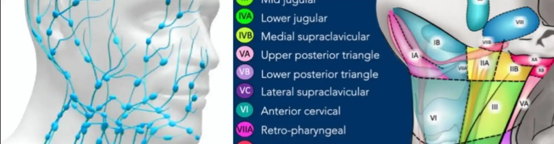 Manual Lymphatic Drainage Head and Neck  - Online Class by Cassaundra Paolini