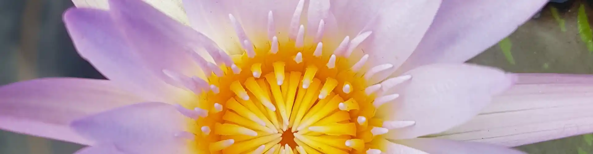 การเดินทางของจักระ คลาสที่ 4 ~ จักระกระดูกเชิงกรานของคุณ - Online Class by Megan Edge