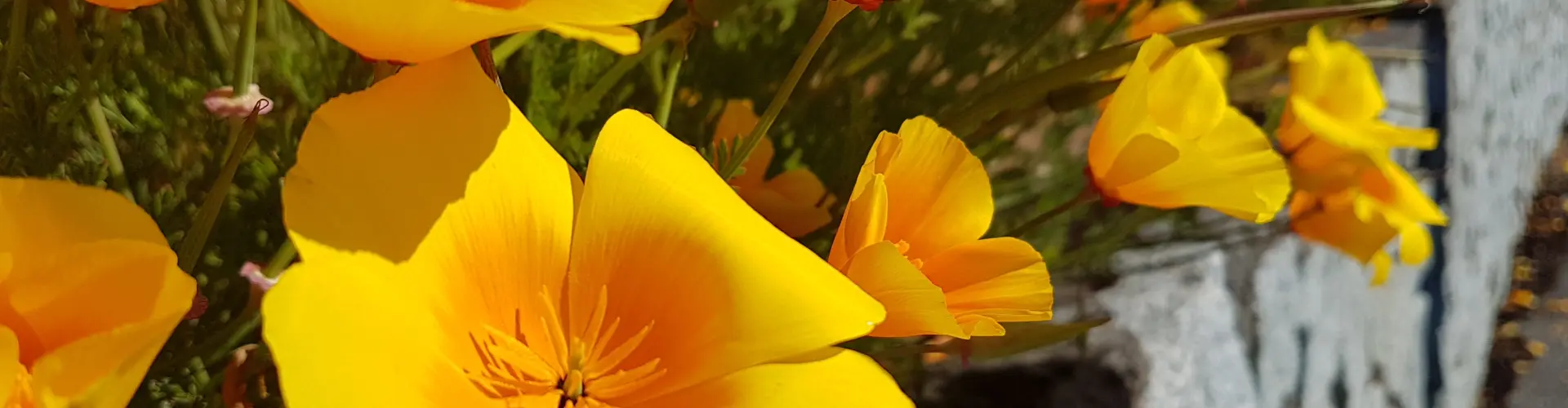 Lezione quattro del viaggio sui chakra ~ Il tuo chakra sacrale - Online Class by Megan Edge