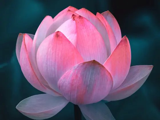 Reiki Mastership Weekend
